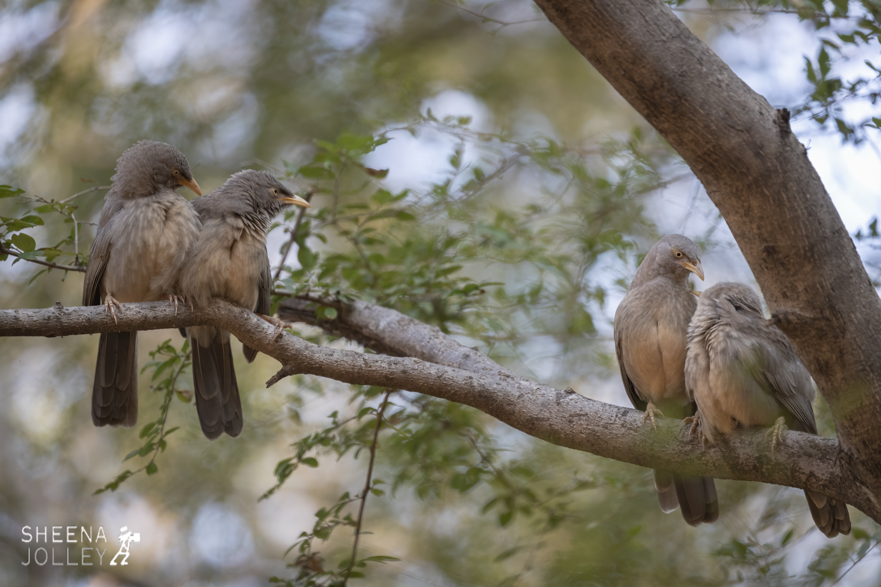 Jungle babblers.jpg - India